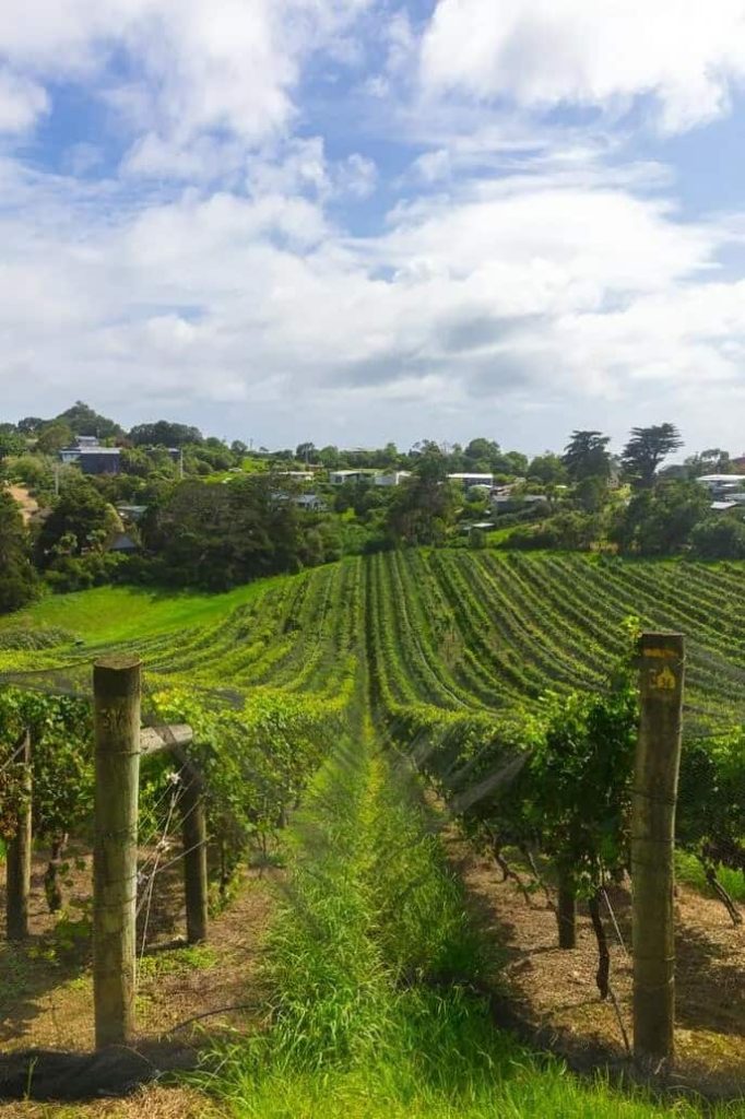 About Marco's Cellar; Vineyard photo