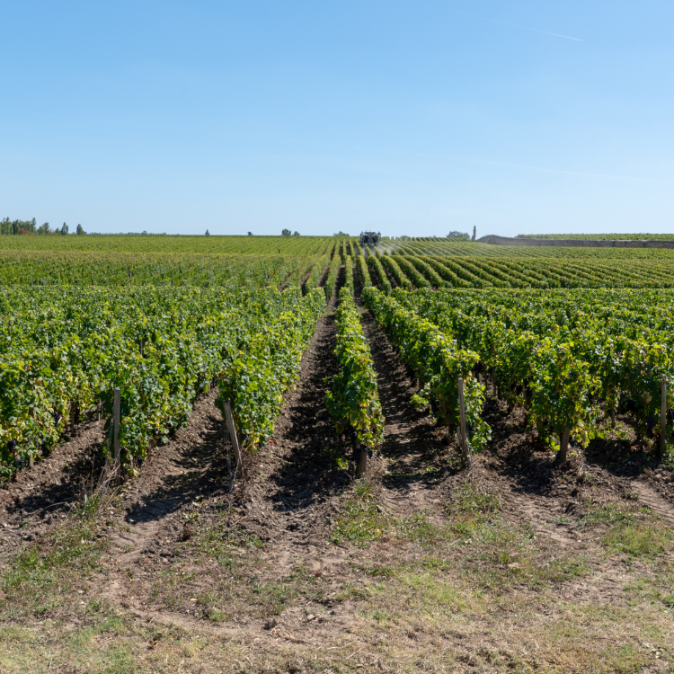 Bordeaux’s Left Bank, Margaux