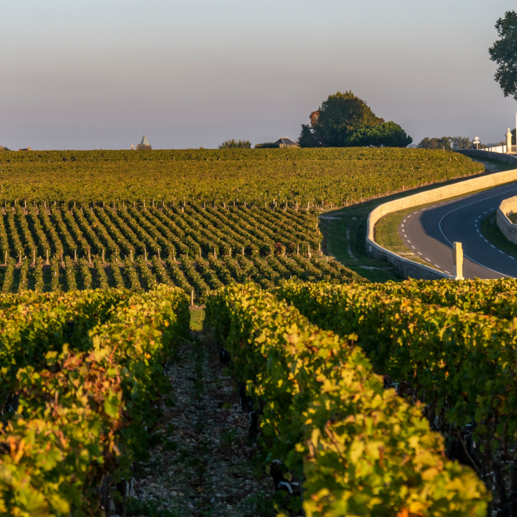 Bordeaux Left Bank – Pauillac